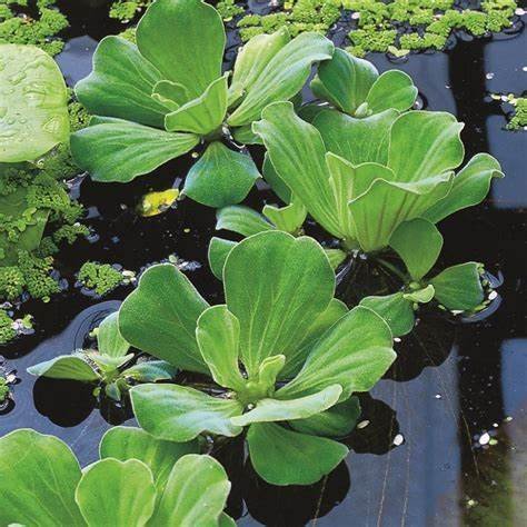Water Lettuce (Pistia stratiotes)